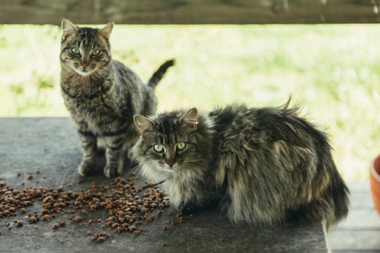 Stray Farm Cats Eating Hard Food