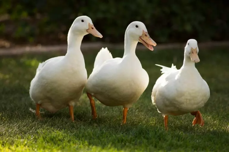 Three White Ducks