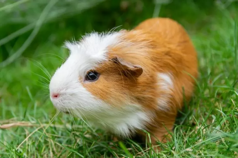 White and Tan Guinea Pig in the Grass