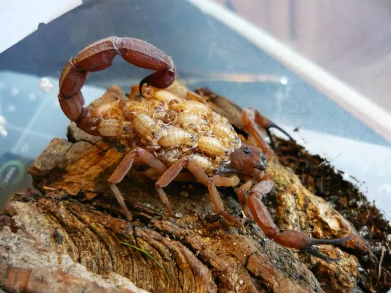 Young on Scorpion's Back