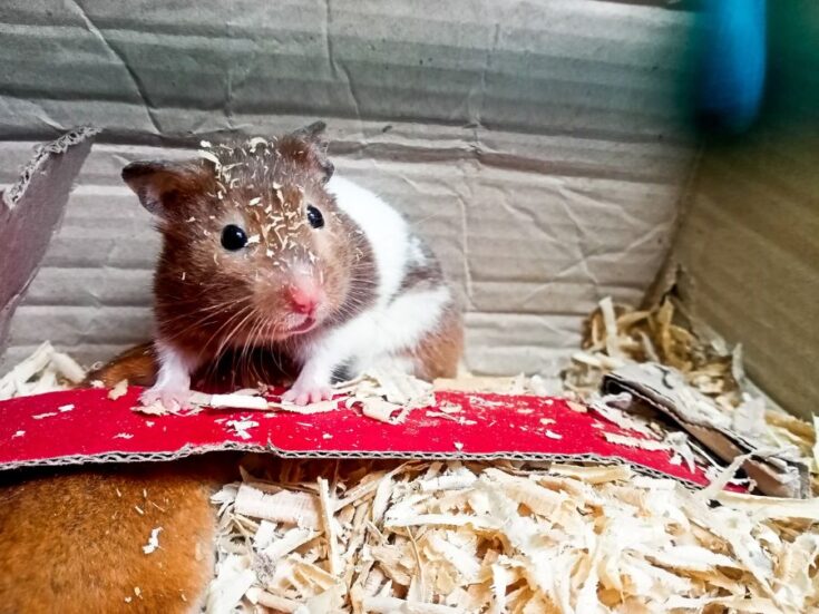 5 Possible Causes for a Hamster Losing Hair on Its Nose - Fur, Wings ...