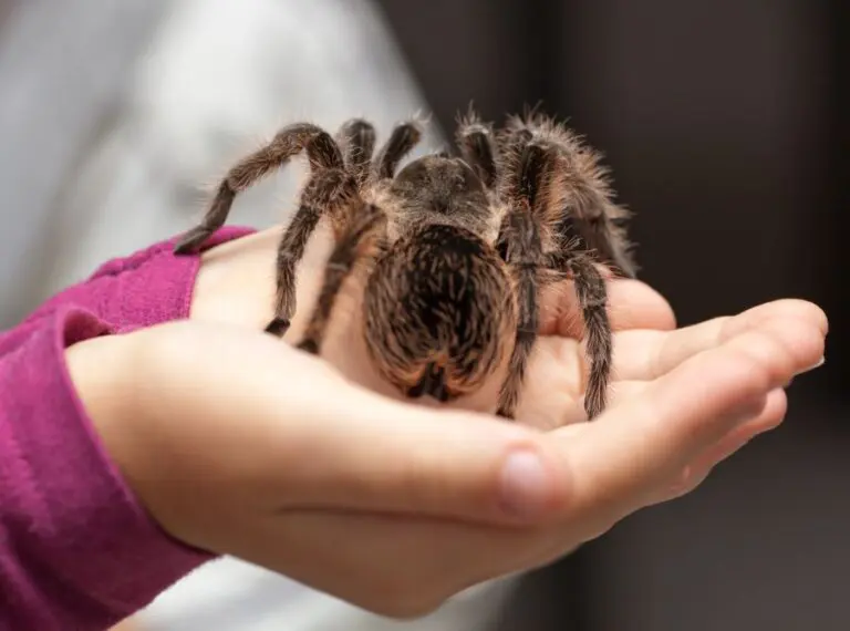 Holding a Tarantula
