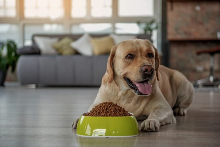 Lab Laying Down to Eat
