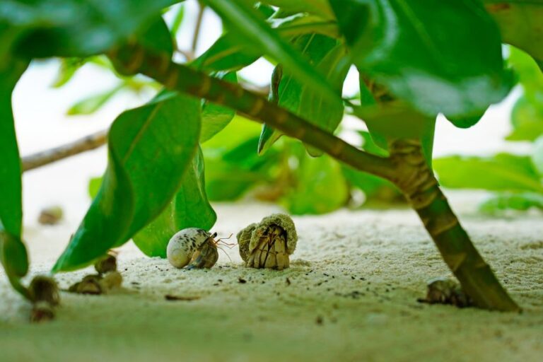 Multiple Hermit Crabs