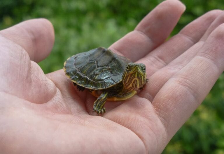 Small Turtle on Hand
