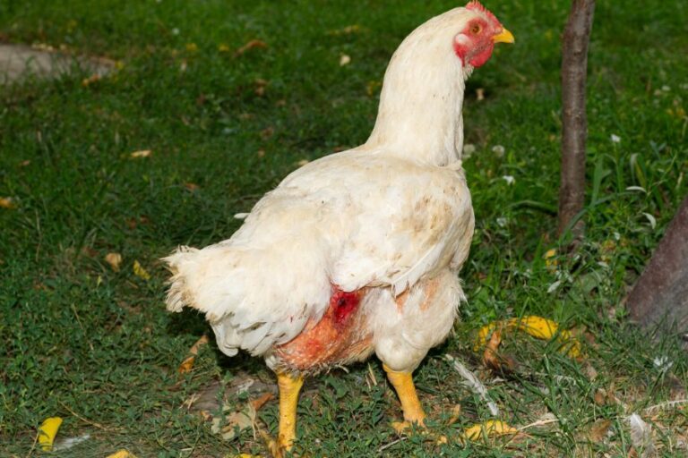 Can Chickens Kill Each Other? (Why and What to Do) Fur, Wings