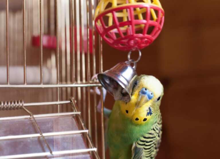 Budgie Playing with Toy Bell