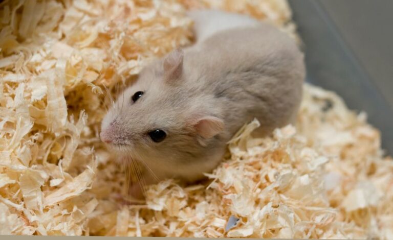 Close Up of Small Hamster