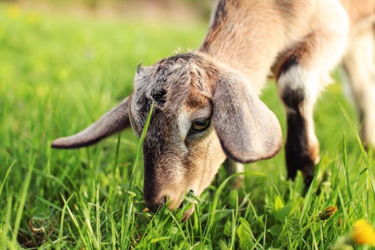 Goat Grazing
