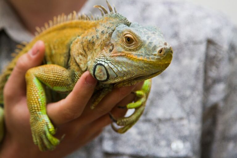 Holding an Iguana