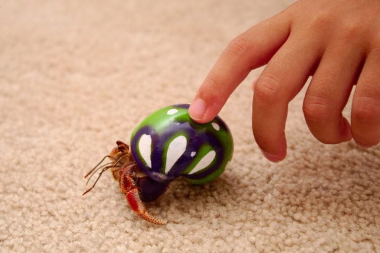 Pet Hermit Crab