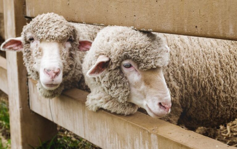 Sheep Near Fence
