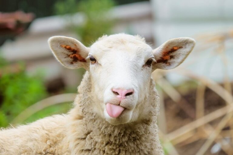 Sheep with Tongue Out