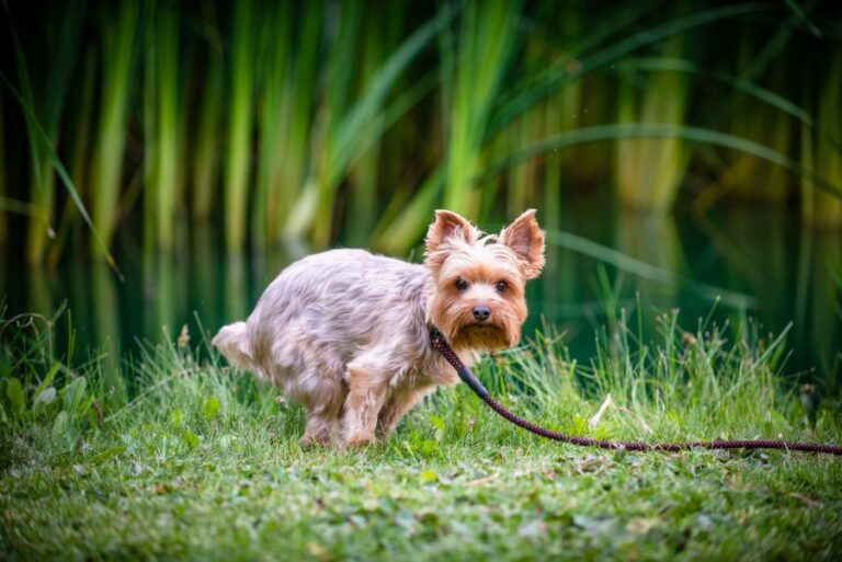 Yorkie Pooping