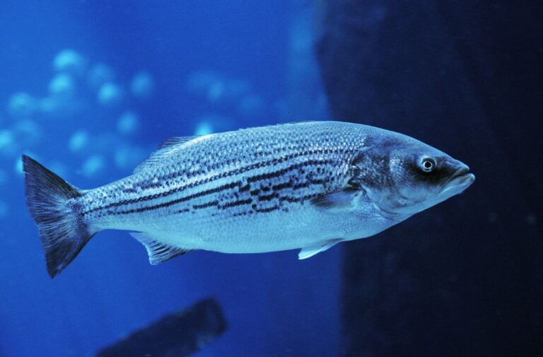 Adult Striped Bass in Fish Tank