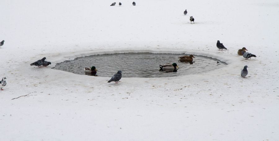 Birds and Ducks Around Air Hole in Frozen Pond