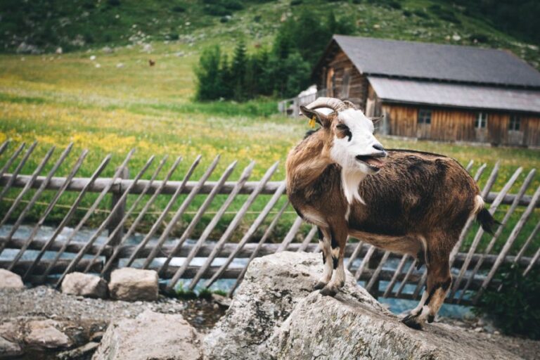 Bleating Brown Goat Standing on Rocks Near Fence