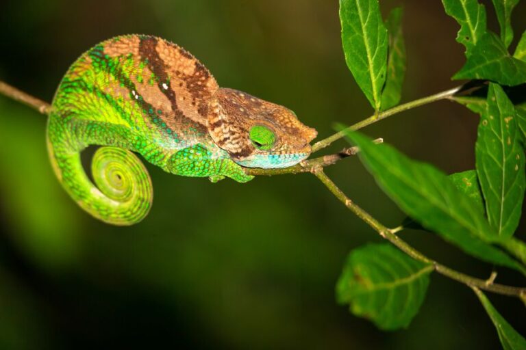Brown and Green Chameleon on Tree Branch