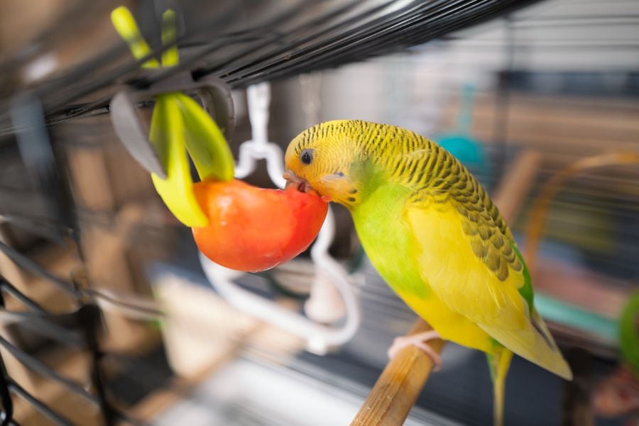 Budgie Eating