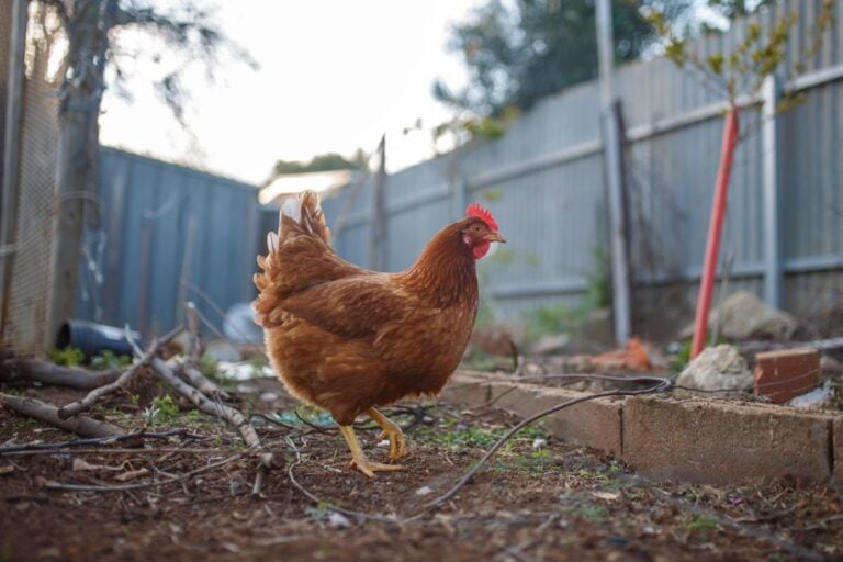 Chicken Roaming in Backyard