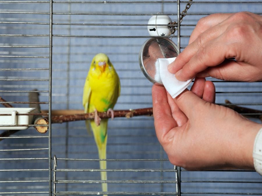 Cleaning a Bird Cage