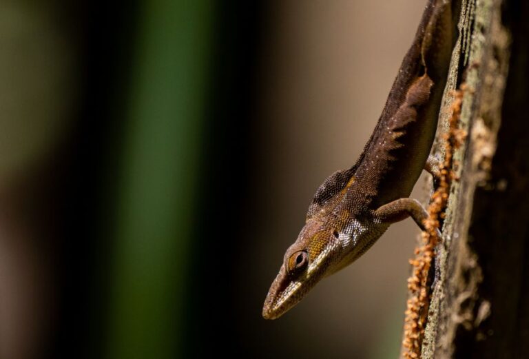 Closeup of Brown-Colored Green Anole