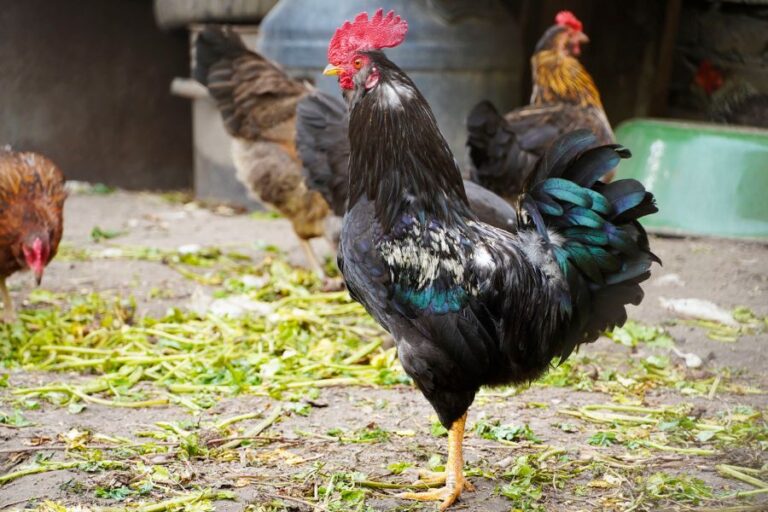 Dark Rooster Surrounded by Other Chickens