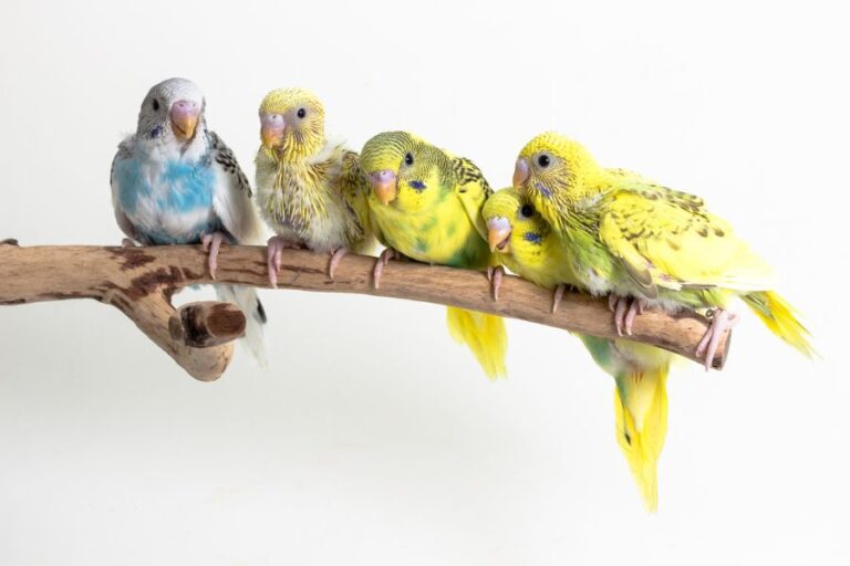 Five Budgie Chicks on a Branch