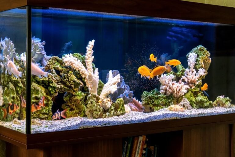What Should You Feed Bass in a Fish Tank? (6 Great Options) - Fur ...