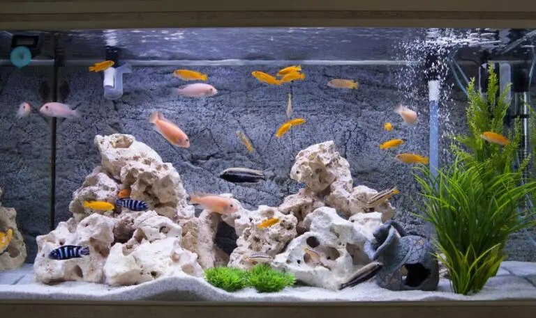 Freshwater Aquarium with Cichlids