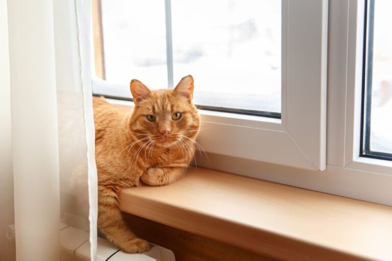Ginger Cat Laying on Window Sill