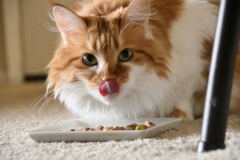 Ginger and White Maine Coon Cat Eating From Dish
