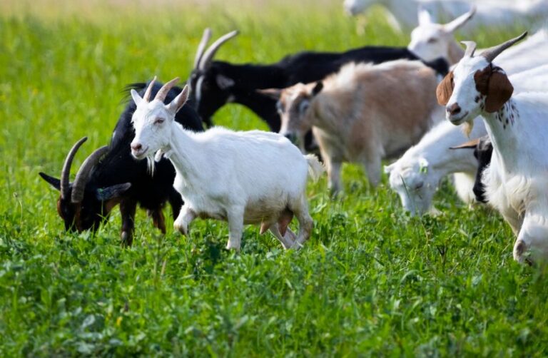Goats Walking Through Meadow