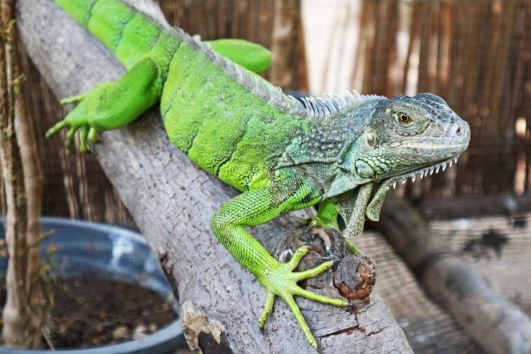 Green Iguana Resting on Large Branch