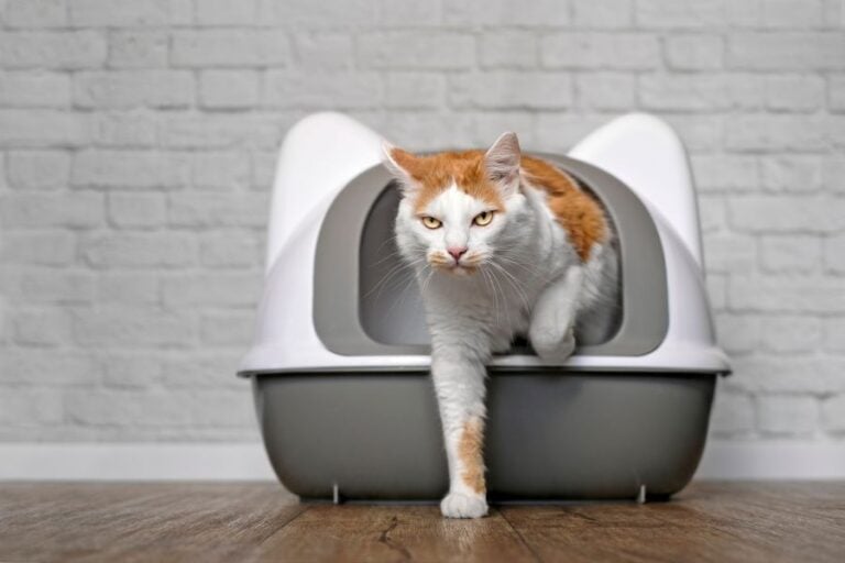 Grumpy Cat Exiting a Litter Box