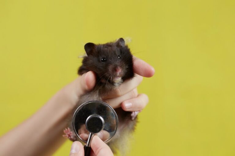 Hamster Being Checked Out by a Veterinarian With a Stethoscope