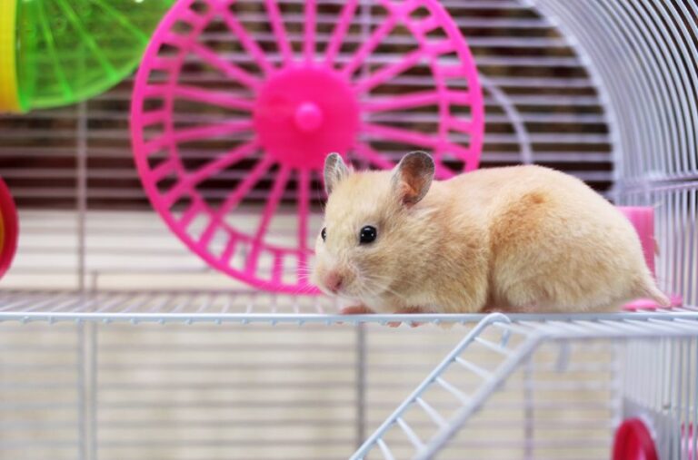 Hamster Sitting on Walkway of Cage
