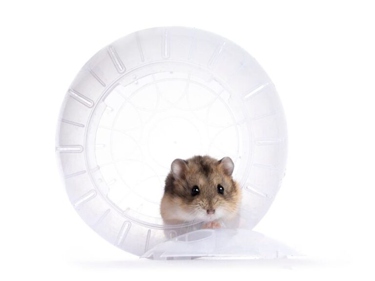 Hamster in Exercise Ball