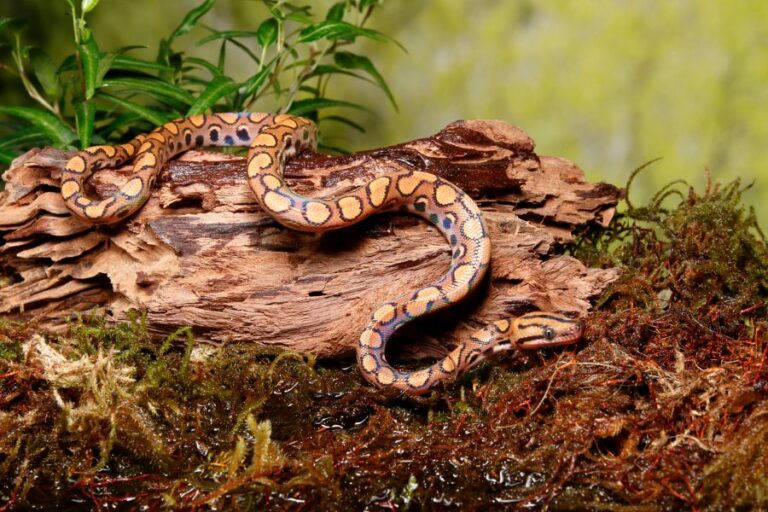Brazilian Rainbow Boa Snake on Driftwood and Moss