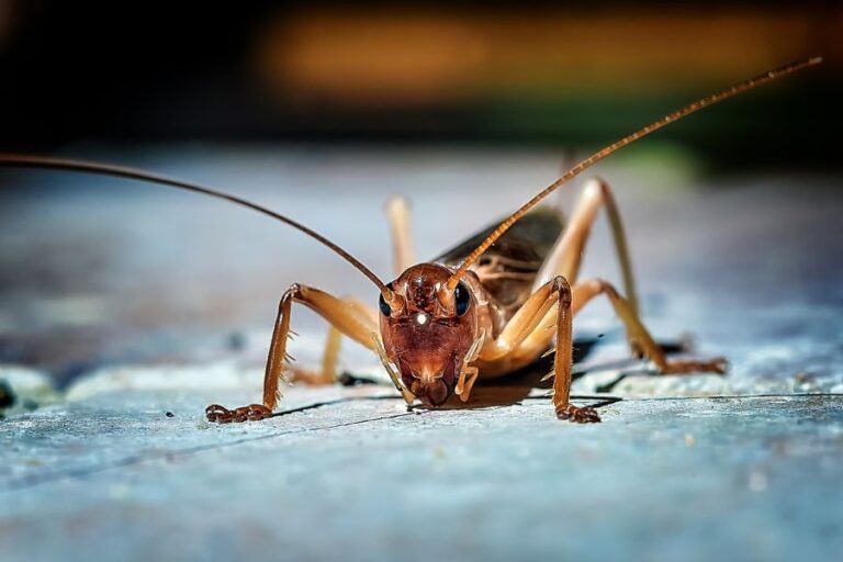 Brown Cricket Crawling on Gound