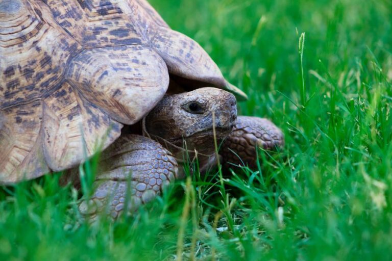 Closeup of Tortoise Sitting in Grass