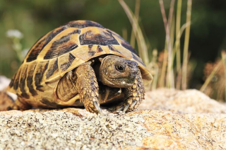 Common Tortoise Sitting on Rock