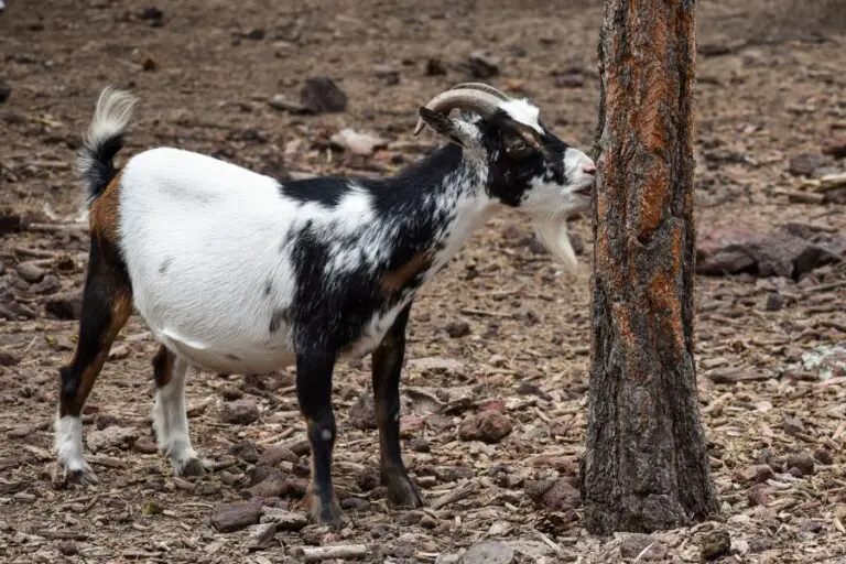 Why Do Goats Eat Bark? (And How to Stop Them) Fur, Wings, & Scaly Things