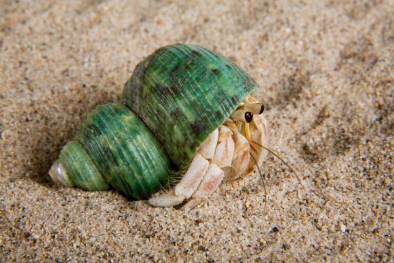 Hermit Crab With Green Shell in Sand