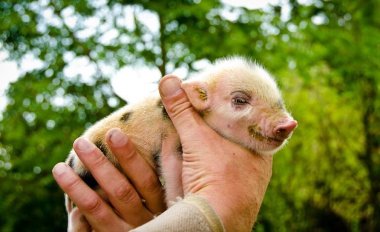 Holding a Newborn Mini Pig