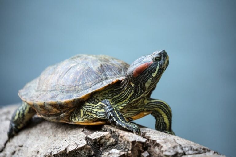 Red-Eared Slider Turtle Sitting on Timber Floating in Water