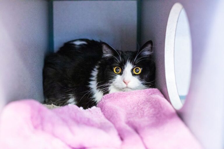 Shy, Tense Cat Stares From Back of Kennel