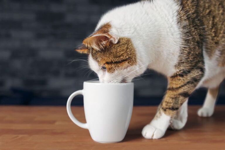 Thirsty Tabby Cat Drinking From Mug