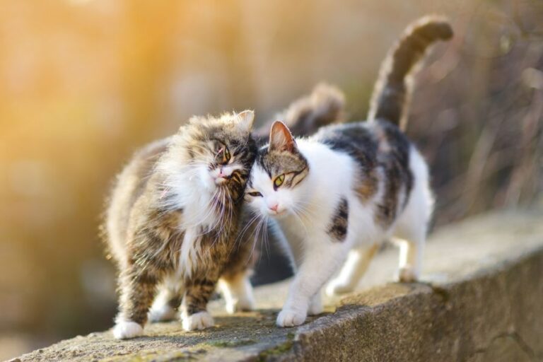 Two Outdoor Cats Being Friendly on Stone Wall