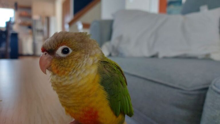 Young Pineapple Green Cheek Conure Resting on a Small Wooden Table